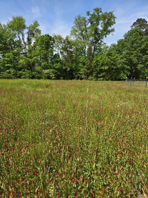 A food plot of crimson clover in bloom against a tree line